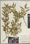 Foto von Salix laevigata Bebb